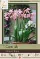 Crinum Powelli Rosea 1PK