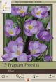 Freesia Single Blue 15PK