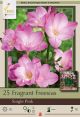 Freesia Single Pink 15PK