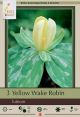 Trillium Luteum Yellow 2PK