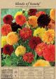 Dahlia Decorative Orange Blend 4PK