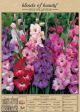 Gladiolus Purple Blend 30PK