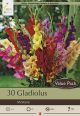 Gladiolus Flowering Mixture 30PK