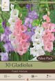 Gladiolus Pastel Mixture 30PK