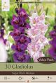 Gladiolus Sugar Plum Mixture 30PK