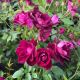 Rose Floribunda Burgundy Iceberg