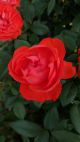 Rose Hybrid Tea True Bloom True Passion