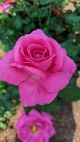 Rose Hybrid Tea True Bloom True Gratitude