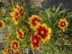 Coreopsis Uptick Gold & Bronze