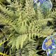 Lady Fern Ghost