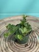 Peperomia Hope 4