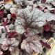 Coral Bells Plum Pudding