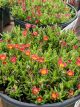 Ice Plant Jewel of Desert Ruby