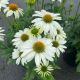 Coneflower Pow Wow White