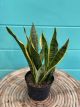 Sansevieria Laurenti 6