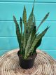 Sansevieria  Zeylanica 6