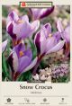 Crocus Minimus 10PK