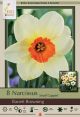 Narcissus Barrett Browning 7PK