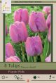 Tulip Purple Pride 7PK