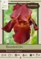 Iris Bearded Bernices Legacy