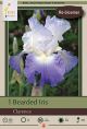 Iris Bearded Clarence