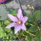 Clematis Samaritan Jo