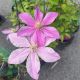 Clematis Sally