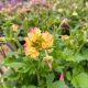 Geum Petticoats Peach