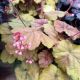 Coral Bells Apricot