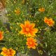 Coreopsis Lil Bang Darling Clementine