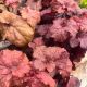 Coral Bells Mahogany Monster