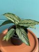 Calathea Vittata 4