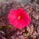 Hibiscus Hardy Summerific Evening Rose