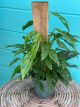 Philodendron Swiss Cheese Totem 6