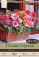 Begonia Bi-Color Mixture 4Pk