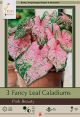 Caladium Pink Beauty 3PK