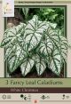 Caladium White Christmas 3PK