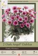 Dahlia Dark Angel Pretty Woman 2PK