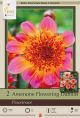 Dahlia Anemone Floorinoor 2PK