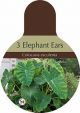 Elephant Ear 9/11