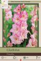Gladiolus Priscilla 10PK