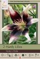Lilum Asiatic Netty's Pride 2PK