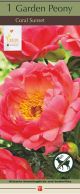 Paeonia Coral Sunset 1PK