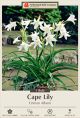 Crinum Album 1PK