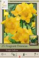 Freesia Single Yellow 15Pk