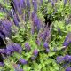 Salvia Blue Bouquetta