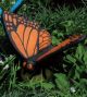 Large Orange Butterfly