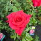 Rose Hybrid Tea Cinnamon Dolce