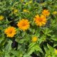 Heliopsis Tuscan Gold