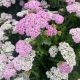 Yarrow Appleblossom